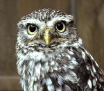 �|��Ԓ����@�R�L�����t�N���E