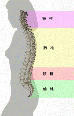 Spinal column curvature (japanese).png